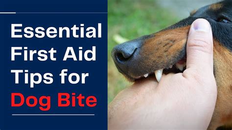 Animal Bite, Dog Bite Package Providers .